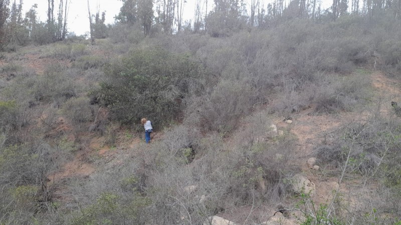 Se Vende Parcela 5000 M2 en Valle Verde Limaches-Quilpué
