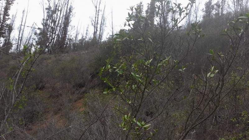 Se Vende Parcela 5000 M2 en Valle Verde Limaches-Quilpué