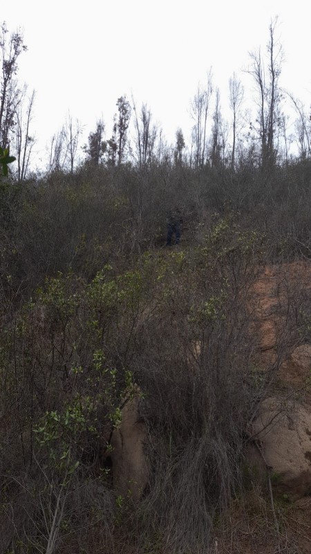 Se Vende Parcela 5000 M2 en Valle Verde Limaches-Quilpué