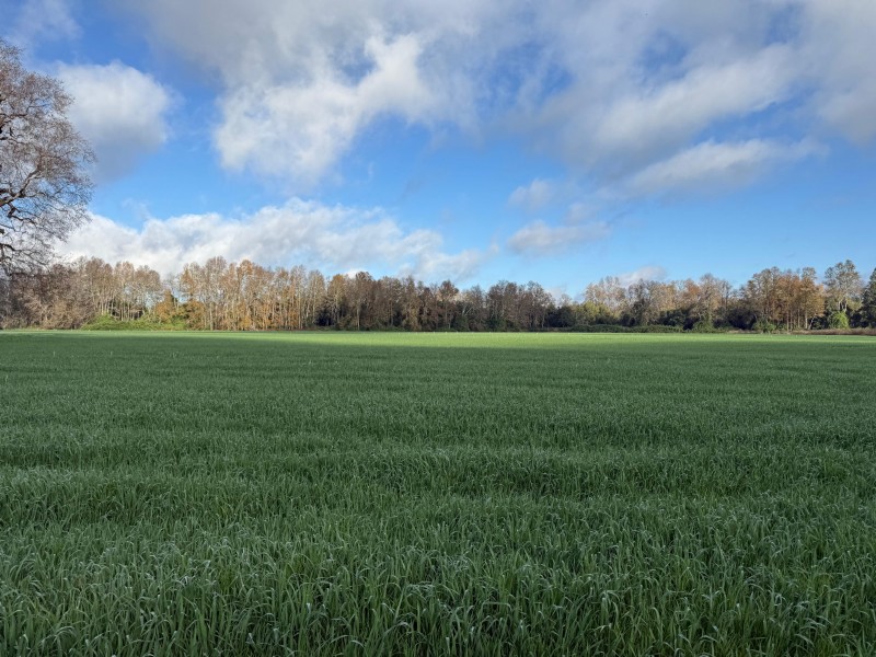 Fotografía de Se Vende Campo Agricola en Mafil A Pocos Metros de la Ruta 5