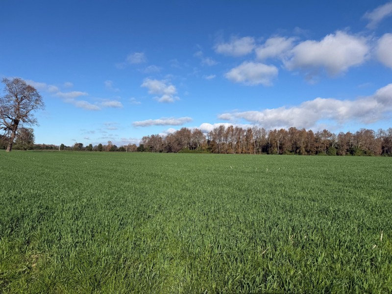 Se Vende Campo Agricola en Mafil A Pocos Metros de la Ruta 5