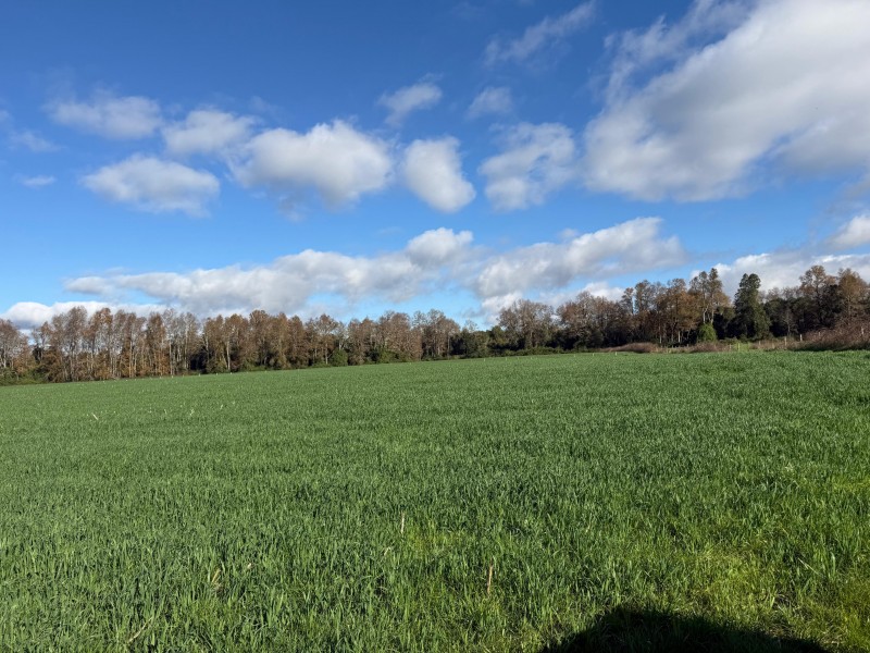 Se Vende Campo Agricola en Mafil A Pocos Metros de la Ruta 5
