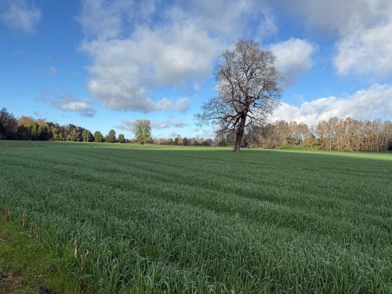 Se Vende Campo Agricola en Mafil A Pocos Metros de la Ruta 5