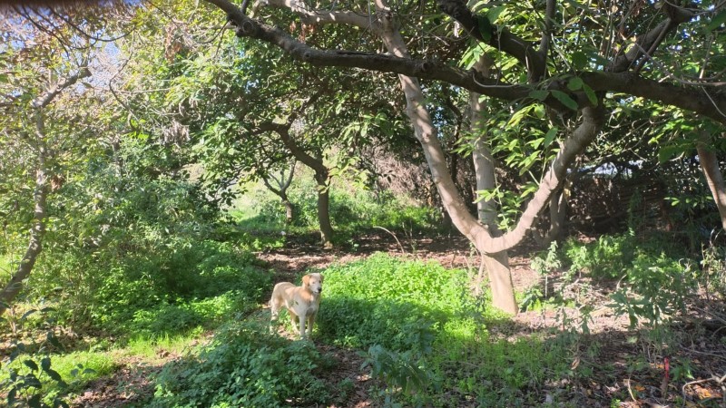 en Venta Parcela Ubicada en Manuel Córdova, Huerto Obrero