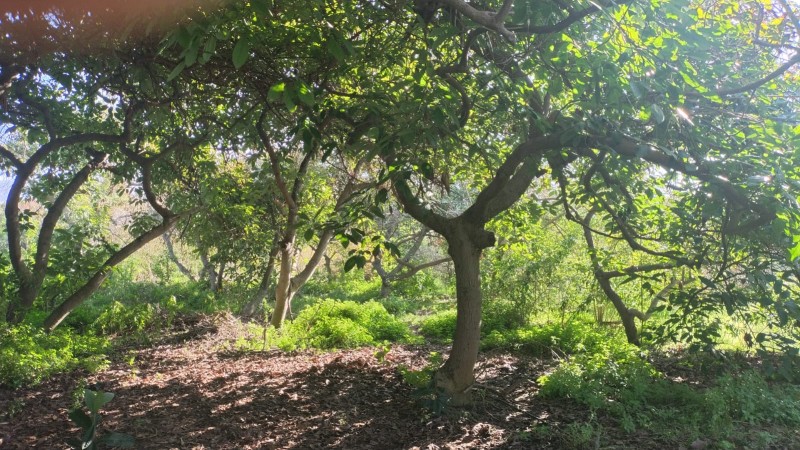 en Venta Parcela Ubicada en Manuel Córdova, Huerto Obrero