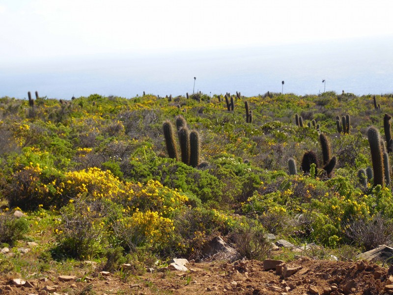 Dos Parcelas Conjuntas en Loteo Costa Dorada, Ovalle