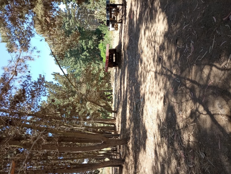 Terreno Plano Con Pinos y Eucaliptos