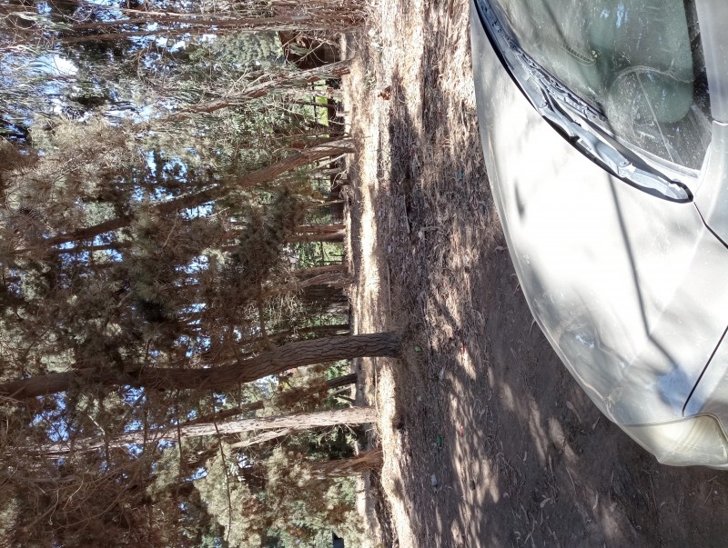 Terreno Plano Con Pinos y Eucaliptos