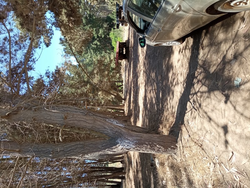 Terreno Plano Con Pinos y Eucaliptos