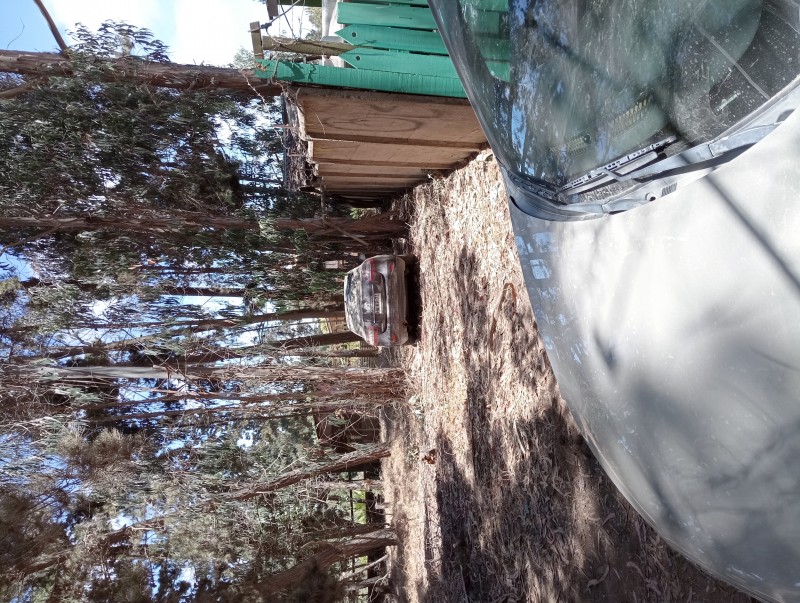 Terreno Plano Con Pinos y Eucaliptos