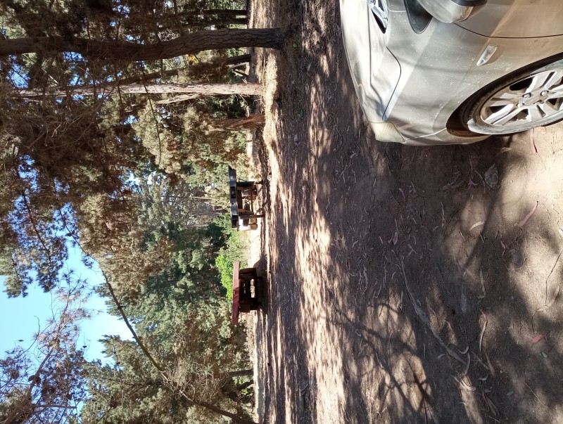 Terreno Plano Con Pinos y Eucaliptos