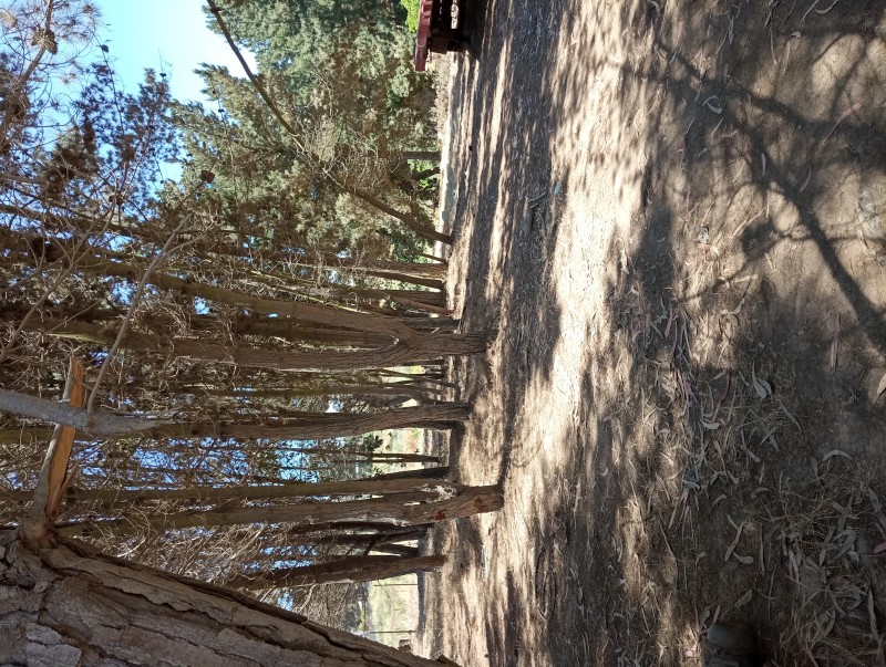Terreno Plano Con Pinos y Eucaliptos