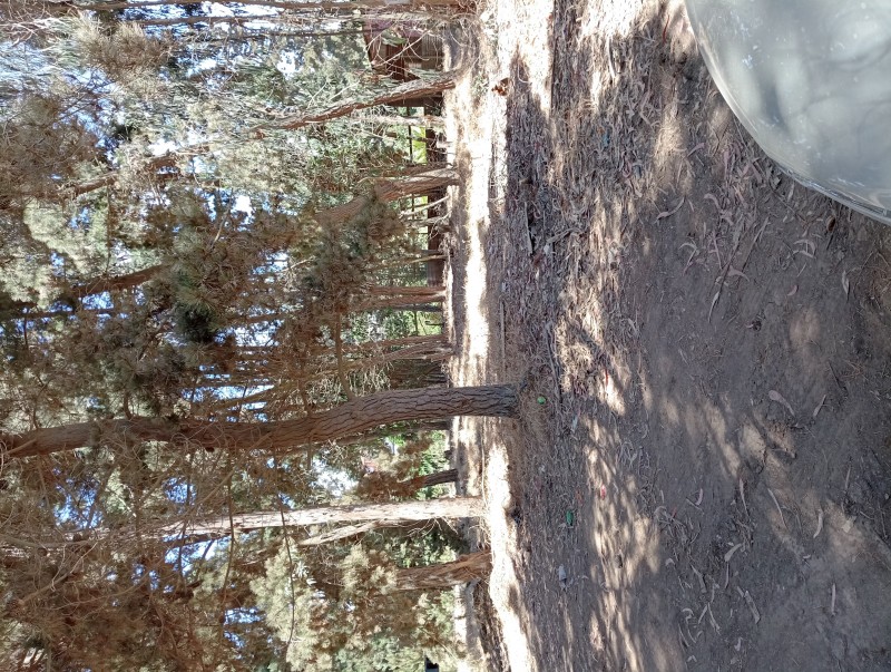 Terreno Plano Con Pinos y Eucaliptos