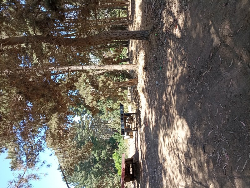 Terreno Plano Con Pinos y Eucaliptos