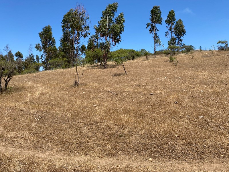 Vendo Parcela ,ubicación ,precio y Con Paltos en Producción