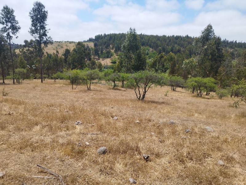 Vendo Parcela ,ubicación ,precio y Con Paltos en Producción