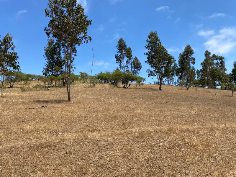 Vendo Parcela ,ubicación ,precio y Con Paltos en Producción