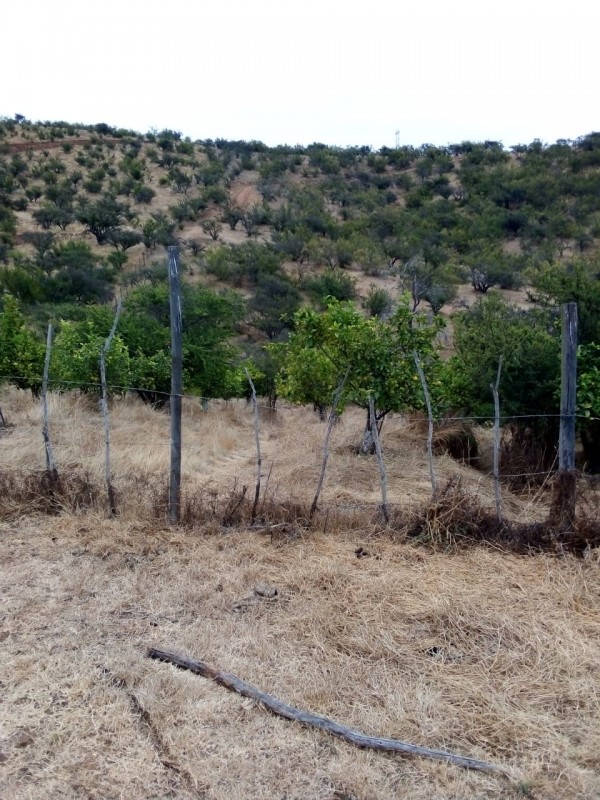 Venta de Parcela de 8 Hectáreas en Sector de Gran Plusvalía!