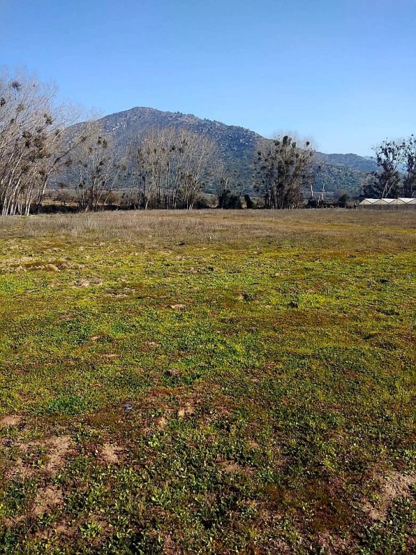 Buscas Campo Agrícola de 20 Ha, en Teno