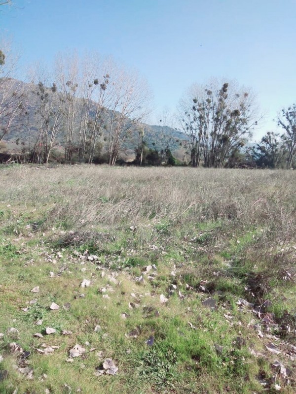 Buscas Campo Agrícola de 20 Ha, en Teno