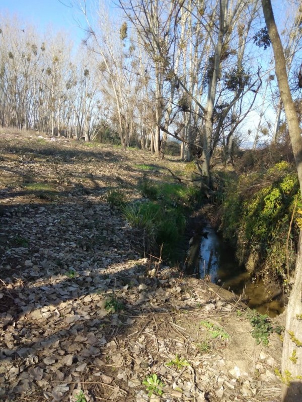 Buscas Campo Agrícola de 20 Ha, en Teno