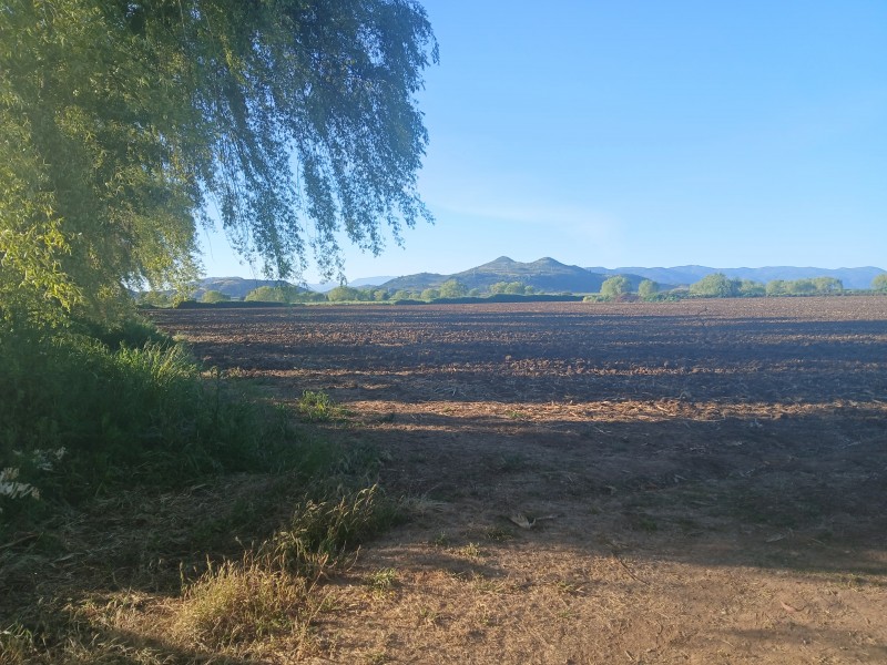 Buscas Campo Agrícola de 20 Ha, en Teno