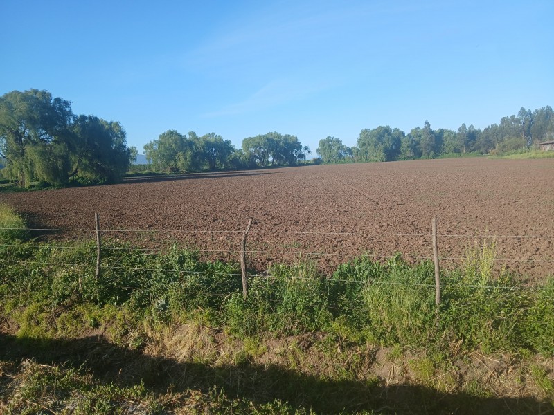 Buscas Campo Agrícola de 20 Ha, en Teno