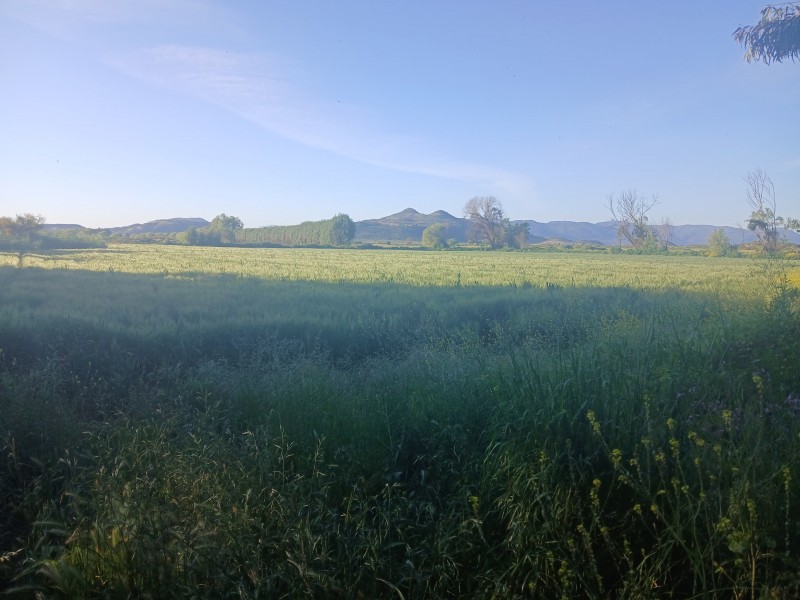 Buscas Campo Agrícola de 20 Ha, en Teno