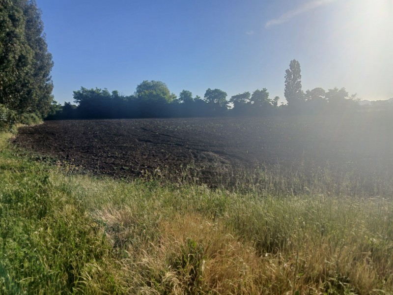Buscas Campo Agrícola de 20 Ha, en Teno