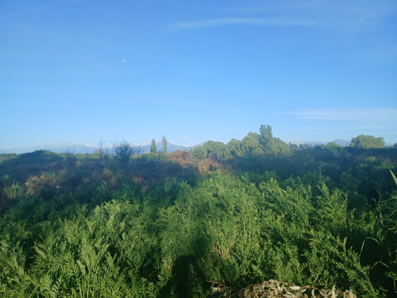 Buscas Campo Agrícola de 20 Ha, en Teno