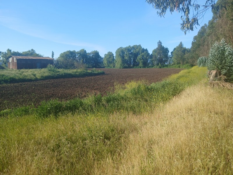 Buscas Campo Agrícola de 20 Ha, en Teno