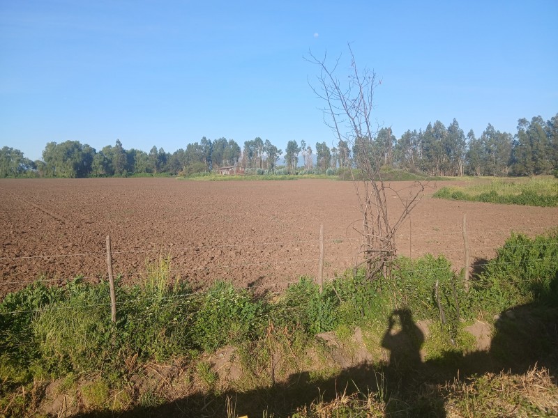 Buscas Campo Agrícola de 20 Ha, en Teno