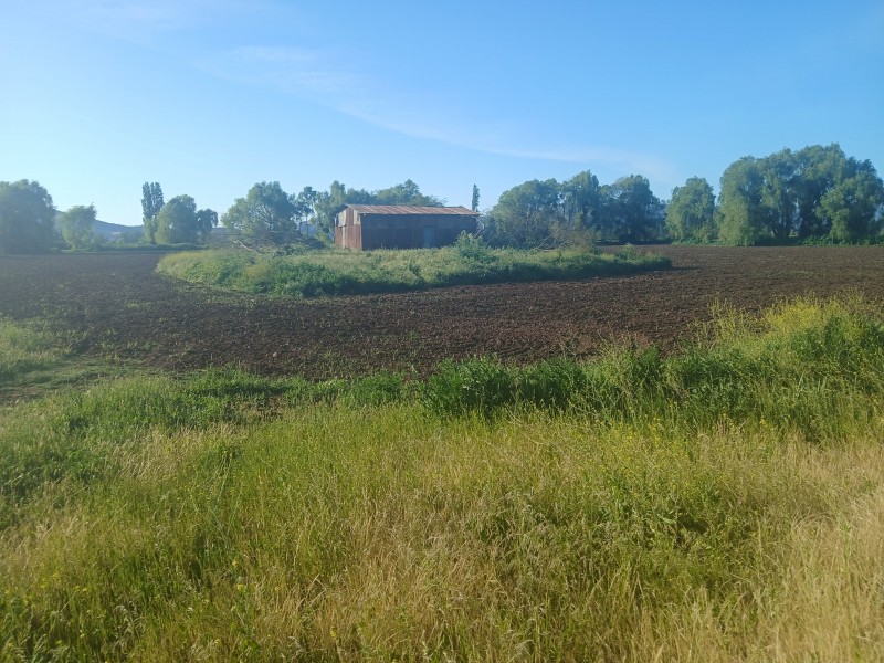 Buscas Campo Agrícola de 20 Ha, en Teno