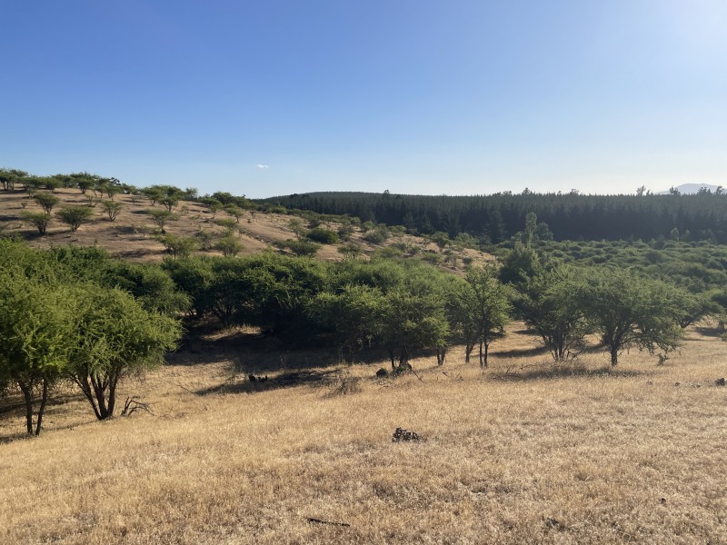Ven A Conocer Campo de 133,6 Ha, Huerta de Maule, San Javier