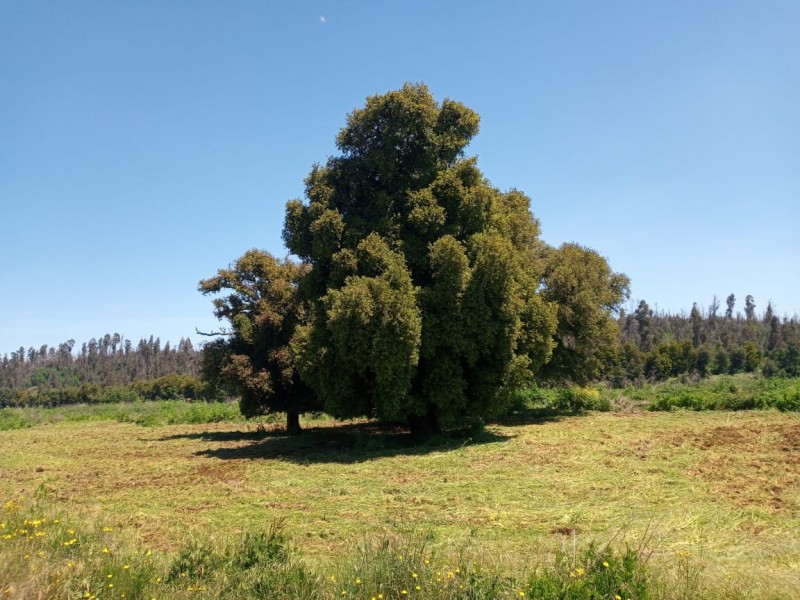 Se Vende Parcela en Mirador de Boyén – Chillán