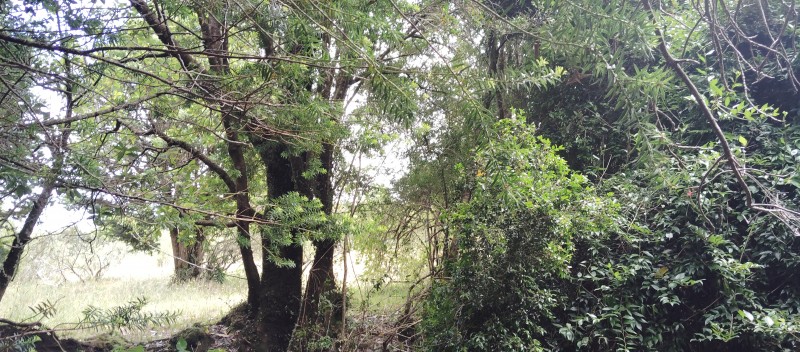 Parcela de Agrado Vendo , Chiloe, Comuna Ancud de 7500 Mts