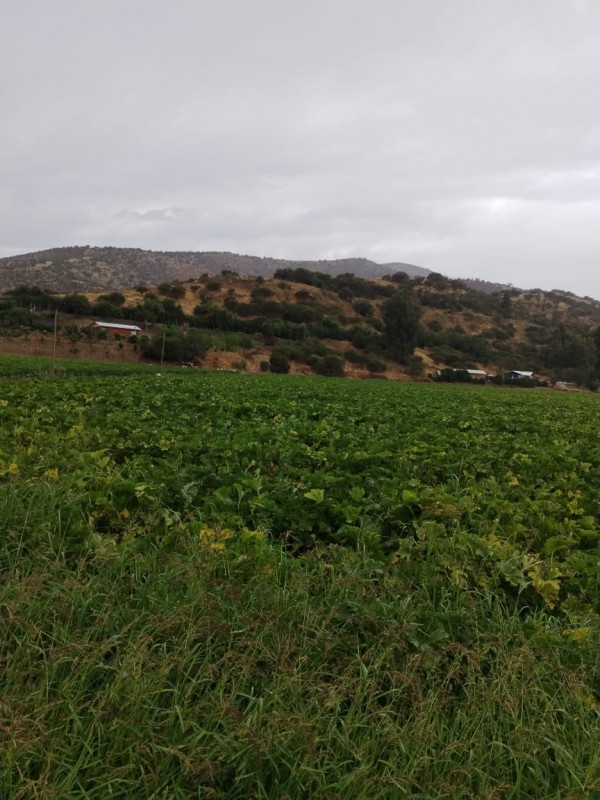 Arriendo Terreno Agrícola Con Agua