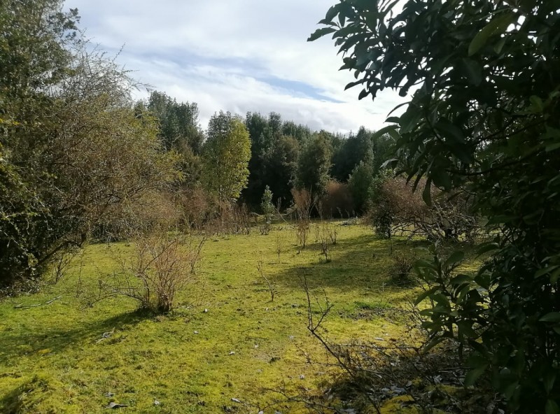 Parcela en Chiloé A Precio Oportunidad. 5.4 Ha. Chonchi.