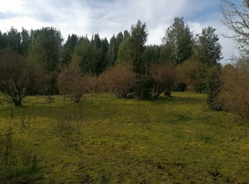 Parcela en Chiloé A Precio Oportunidad. 5.4 Ha. Chonchi.