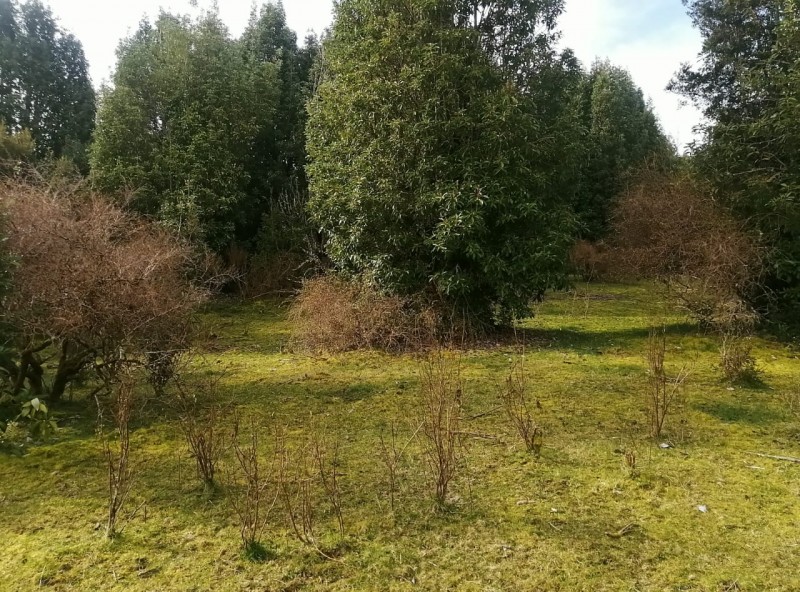 Parcela en Chiloé A Precio Oportunidad. 5.4 Ha. Chonchi.
