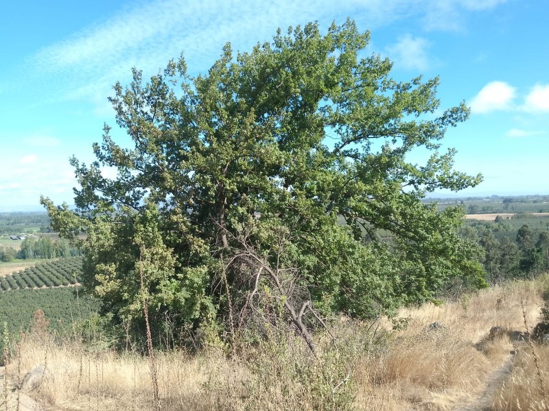 Se Vende Parcela O Terreno Completo, Cerro Cumpeo