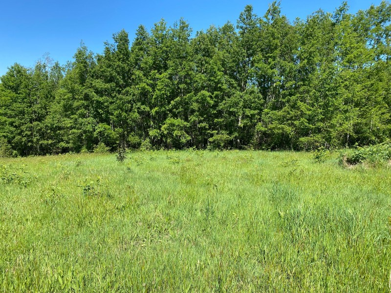 Parcela Entre Villarrica y Licán Ray