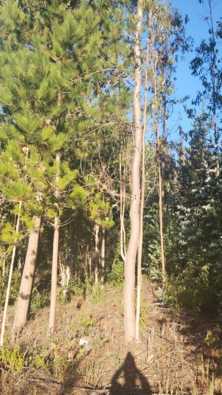 Terreno 3 Hectareas A Orilla Camino A 3 Kms de Playa