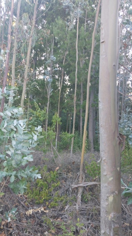 Terreno 3 Hectareas A Orilla Camino A 3 Kms de Playa
