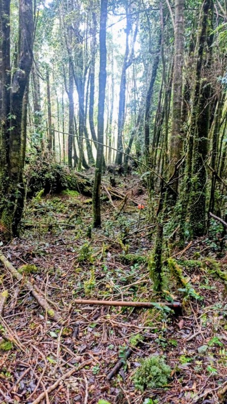 Vendo 1 Hectárea y Media en Rolecha. Rol Propio