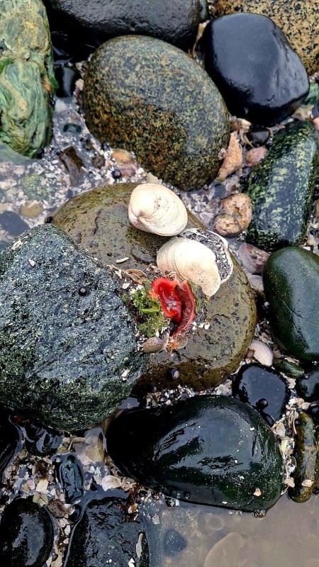 Vendo 1 Hectárea y Media en Rolecha. Rol Propio