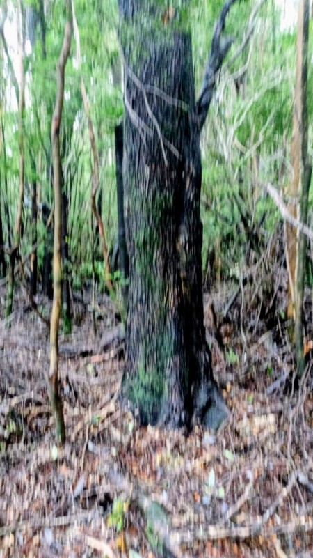 Vendo 1 Hectárea y Media en Rolecha. Rol Propio