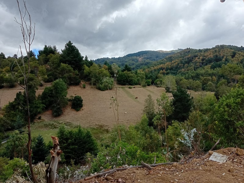 Campo Hermoso Lote 4 Hectáreas los Sauces