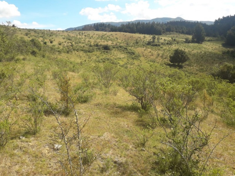 Campo Hermoso Lote 4 Hectáreas los Sauces