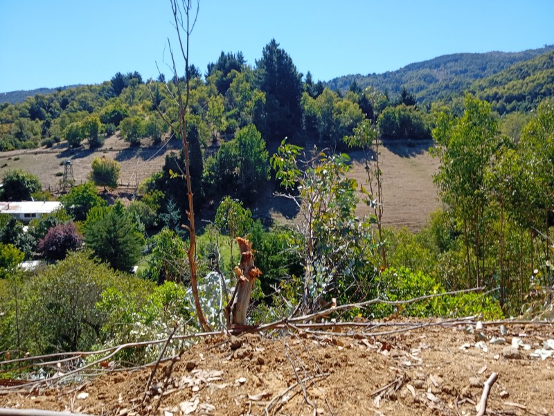 Campo Hermoso Lote 4 Hectáreas los Sauces